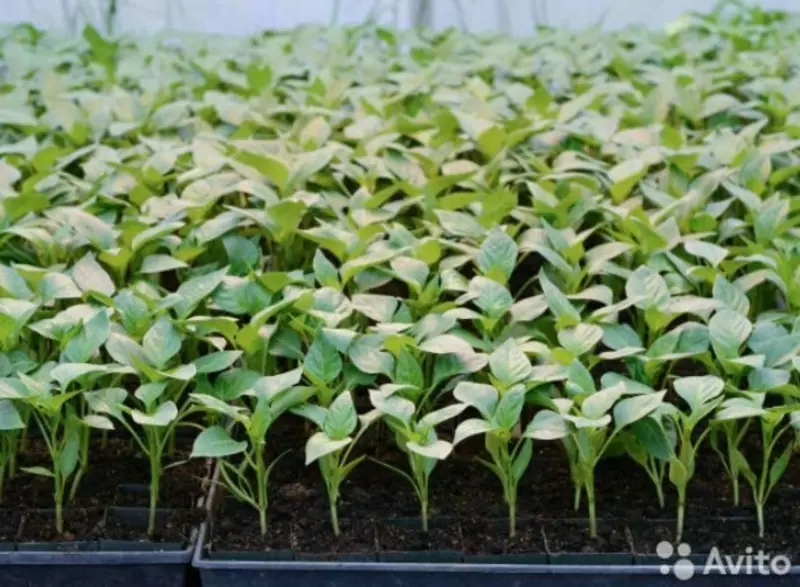 Ko'chatga kassetasi 72 yacheykali