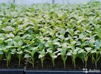 Ko'chatga kassetasi 72 yacheykali