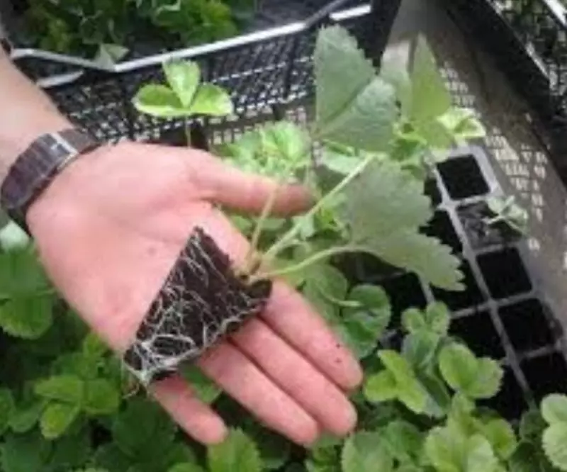 Ko'chatga kassetasi 72 yacheykali