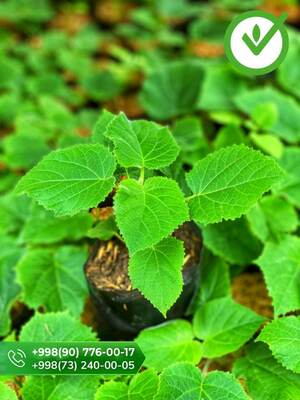 Павлония FTE-07 9501 гибрид