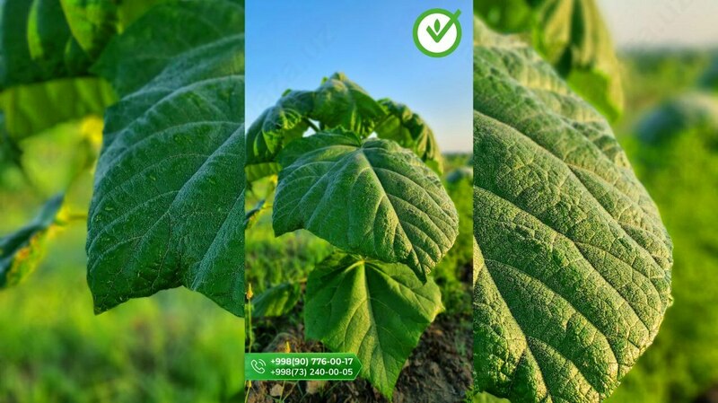 Павлония FTE-07 9501 гибрид