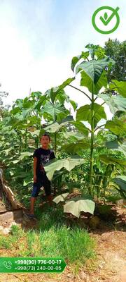 Павлония М1