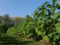 Павлония FTE Z-07 9501 Гибрид