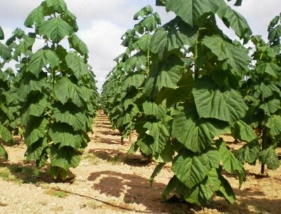 Павлония FTE Z-07 9501 Гибрид