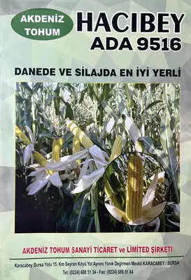 HYBRID makkajo'xori urug'lari