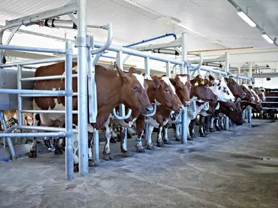 Согиш зали (Параллел)