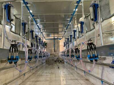 Sog'ish zali (Yolochka)