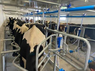 Sog'ish zali (Yolochka)