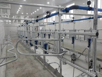 Sog'ish zali (Yolochka)