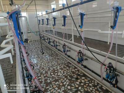 Sog'ish zali (Yolochka)