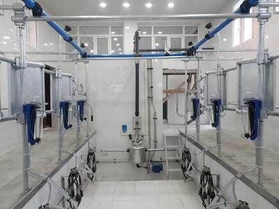 Sog'ish zali (Yolochka)