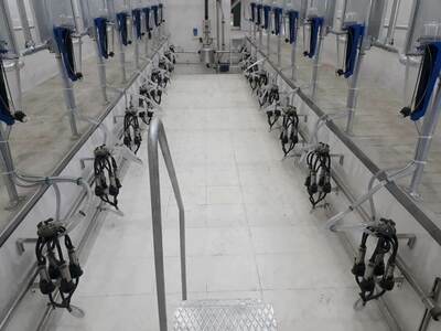 Sog'ish zali (Yolochka)