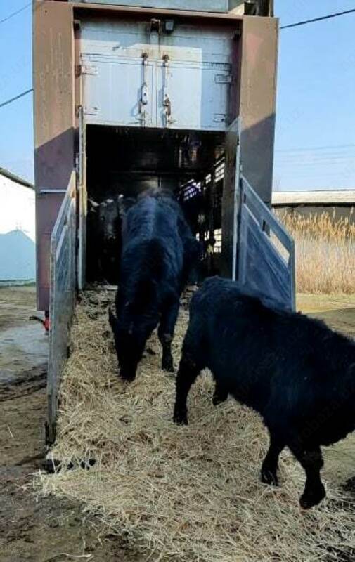 Naslli buqa yetkazish xizmati (Evropadan)