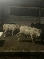 Naslli buqa yetkazish xizmati (Evropadan)