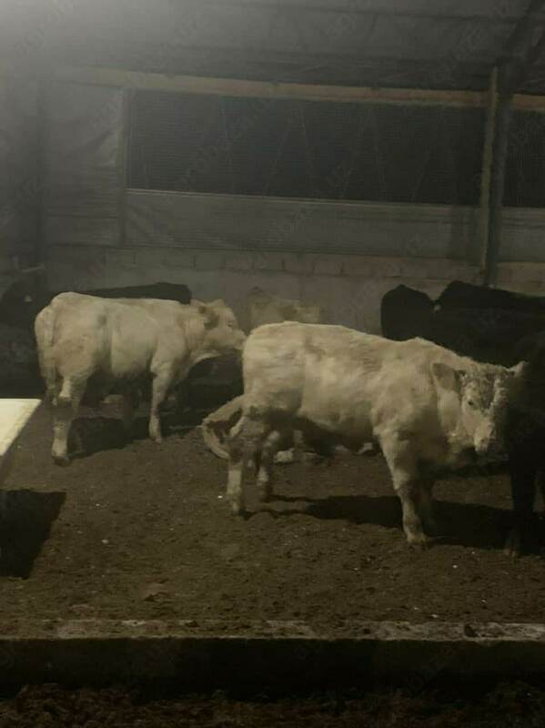 Naslli buqa yetkazish xizmati (Evropadan)