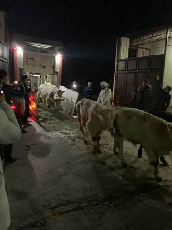 Naslli buqa yetkazish xizmati (Evropadan)