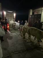 Naslli buqa yetkazish xizmati (Evropadan)