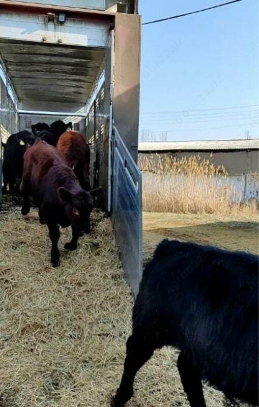 Naslli buqa yetkazish xizmati (Evropadan)