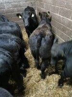 Naslli buqa yetkazish xizmati (Evropadan)