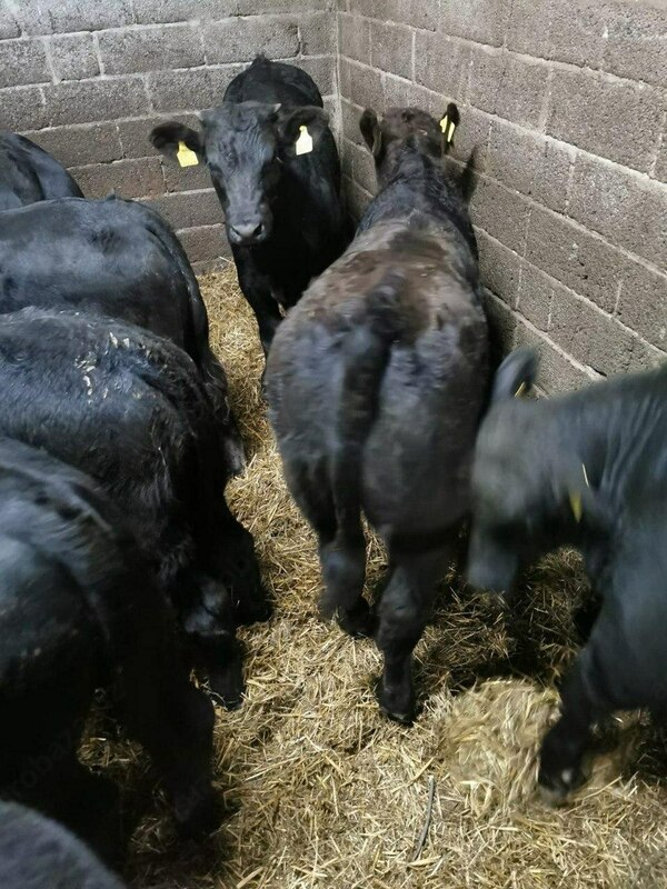 Naslli buqa yetkazish xizmati (Evropadan)