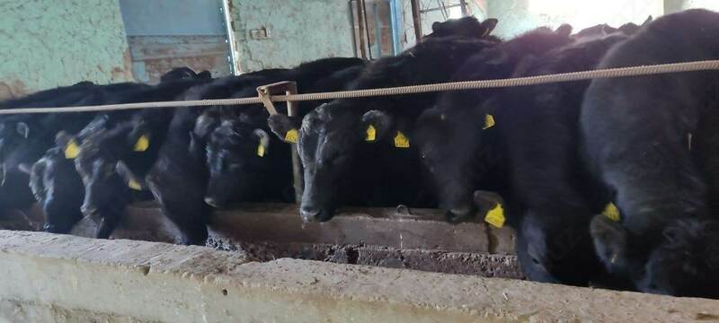 Naslli buqa yetkazish xizmati (Evropadan)