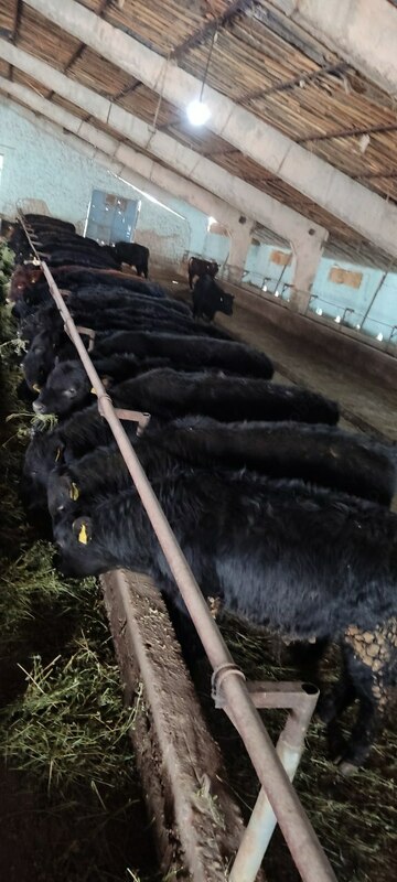 Naslli buqa yetkazish xizmati (Evropadan)