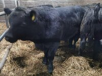 Naslli buqa yetkazish xizmati (Evropadan)