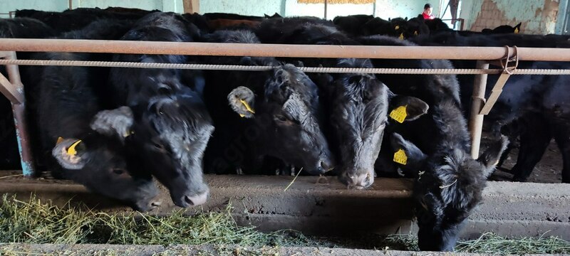 Naslli buqa yetkazish xizmati (Evropadan)