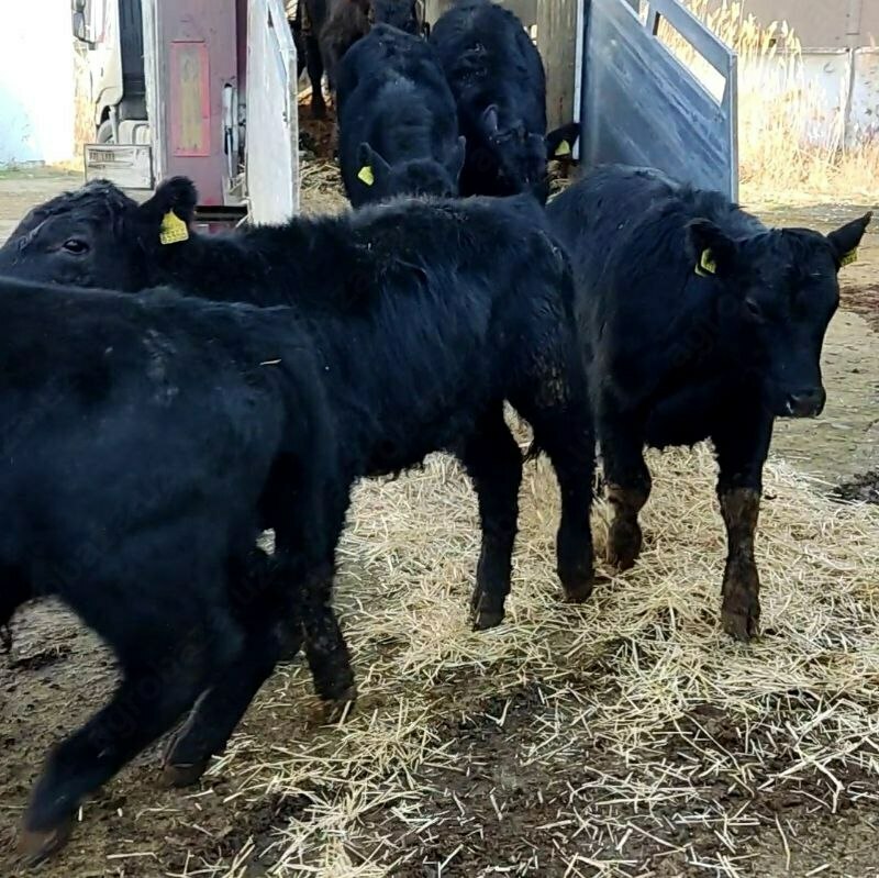 Naslli buqa yetkazish xizmati (Evropadan)