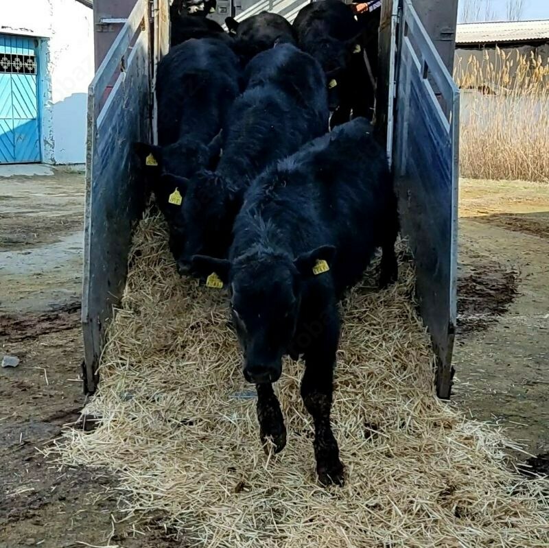 Naslli buqa yetkazish xizmati (Evropadan)