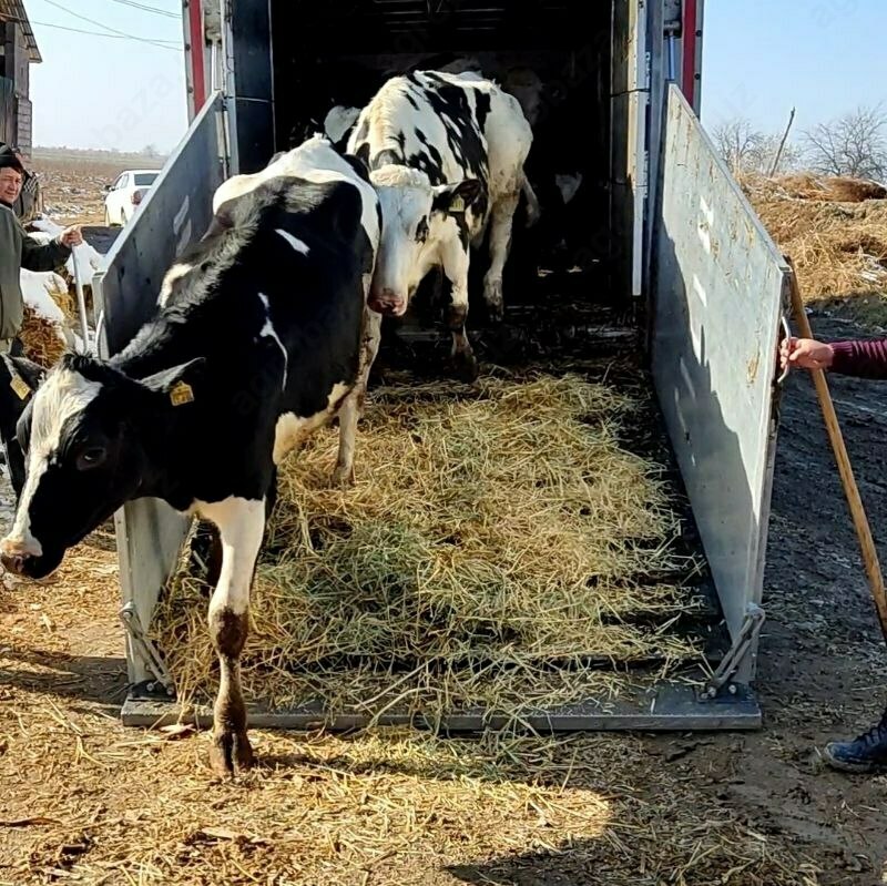 Naslli sigirlar yetkazish xizmati