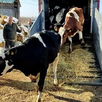 Naslli sigirlar yetkazish xizmati