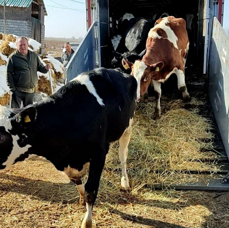 Naslli sigirlar yetkazish xizmati