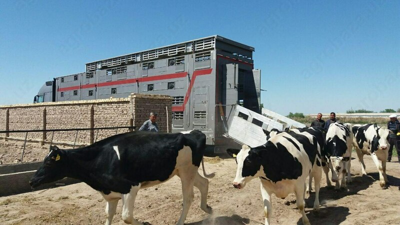 Naslli sigirlar yetkazish xizmati