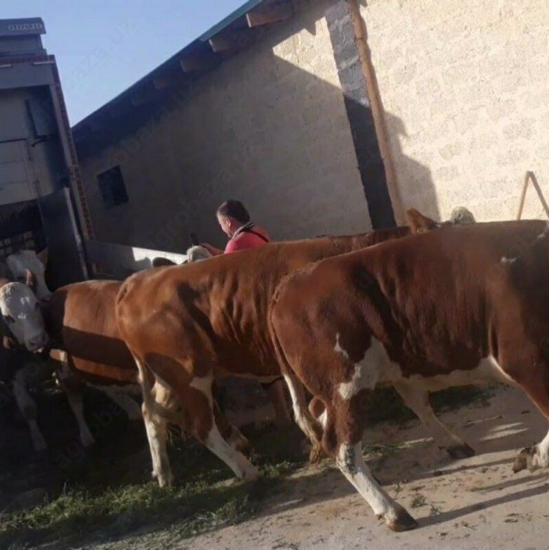 Naslli sigirlar yetkazish xizmati