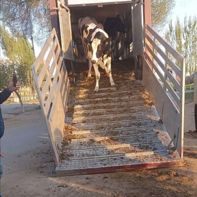 Naslli sigirlar yetkazish xizmati