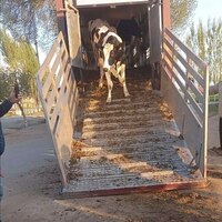 Naslli sigirlar yetkazish xizmati