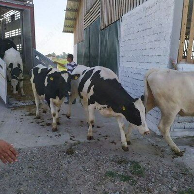 Naslli sigirlar yetkazish xizmati