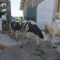 Naslli sigirlar yetkazish xizmati