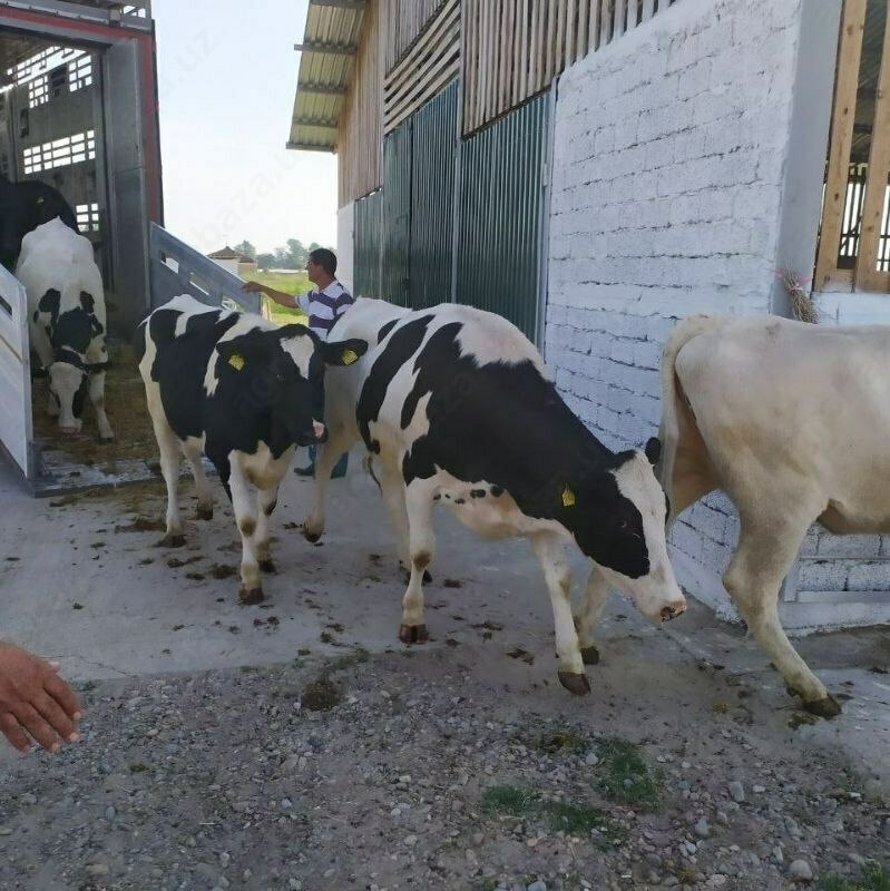 Naslli sigirlar yetkazish xizmati