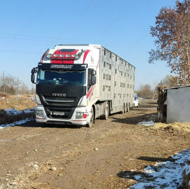 Naslli sigirlar yetkazish xizmati
