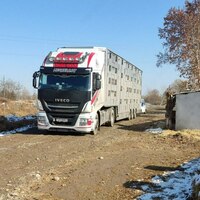 Naslli sigirlar yetkazish xizmati