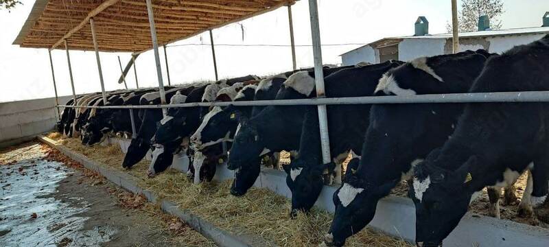 Naslli sigirlar yetkazish xizmati