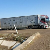 Naslli sigirlar yetkazish xizmati