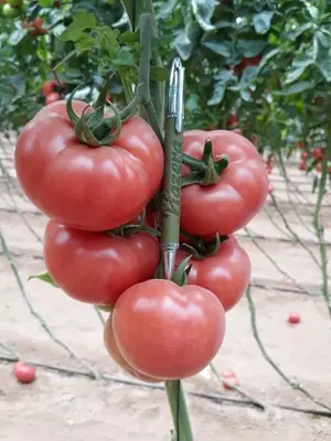 Pink Sara F1 pomidorlari