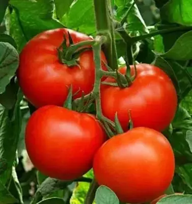 Sabina F1 pomidorlari