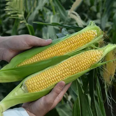 Makkajo'xori LISKAM F1 urug'lari