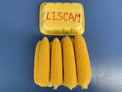 Makkajo'xori LISKAM F1 urug'lari