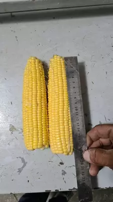 Makkajo'xori LISKAM F1 urug'lari