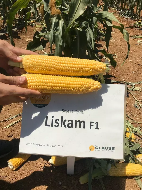 Makkajo'xori LISKAM F1 urug'lari